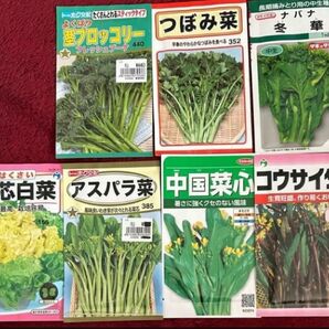 野菜の種　ブーケ