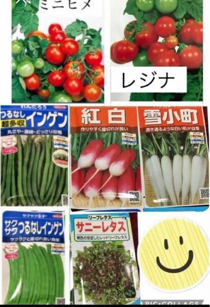 野菜の種　簡単野菜の種セット