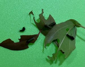 アオスジアゲハの幼虫　１０匹　2齢　クスノキの葉　ネコポス