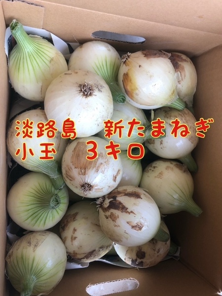 【３キロ小玉】淡路島　新たまねぎ　早生タマネギ　玉ねぎ　玉葱