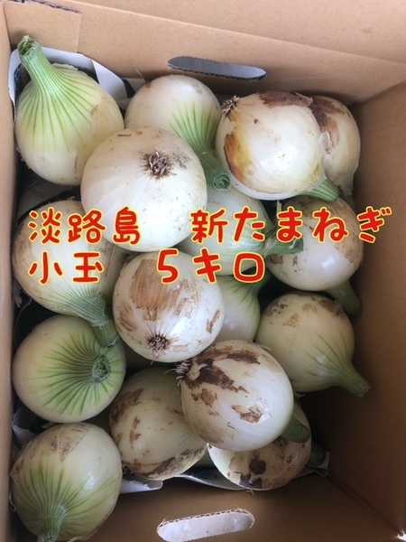 【5キロ小玉】淡路島　新たまねぎ　早生タマネギ　玉ねぎ　玉葱