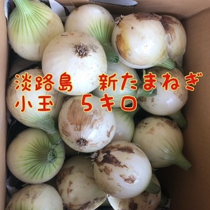 【5キロ小玉】淡路島　新たまねぎ　早生タマネギ　玉ねぎ　玉葱