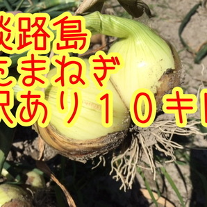 3箱特価【１０キロ訳あり】淡路島　新たまねぎ　早生タマネギ　玉ねぎ　玉葱