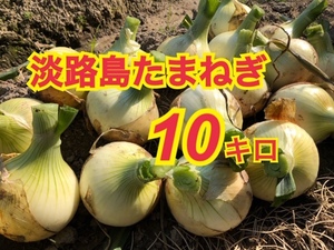 【10kg】淡路島　新たまねぎ　早生タマネギ　玉ねぎ　玉葱