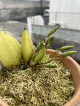 Lyc リカステ 洋蘭 原種黄花 蕾付き株、アロマチカ斑入り葉_画像5