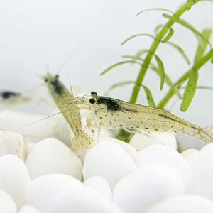  Yamato freshwater prawn 10 pcs + guarantee 1 pcs total 11 pcs free shipping * female male size designation un- possible 001