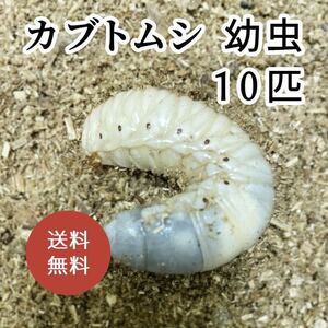 カブトムシ 幼虫 国産 3令 10匹 送料無料 001