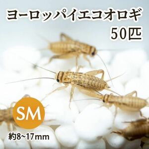 （生餌）ヨーロッパイエコオロギ SM 約50匹 爬虫類 両生類 大型魚 餌 エサ 送料無料 002