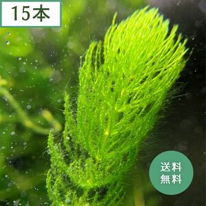 マツモ(15本) 水草 メダカ・金魚藻 送料無料 001