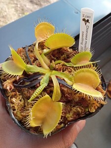 食虫植物 Dionaea muscipula seedling 2023 実生ハエトリソウ