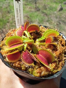 食虫植物 Dionaea muscipula seedling 2023 実生ハエトリソウ No.2