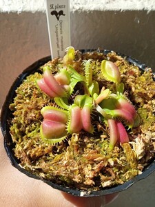 食虫植物 Dionaea muscipula umgekrempelt seedling 実生ハエトリソウ