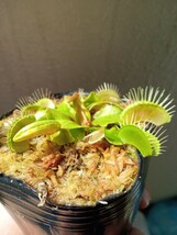 食虫植物 Dionaea muscipula　斑入りA ハエトリソウ_画像2