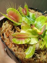 食虫植物 Dionaea muscipula　斑入りA ハエトリソウ_画像5