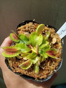 食虫植物 Dionaea muscipula　斑入りA ハエトリソウ