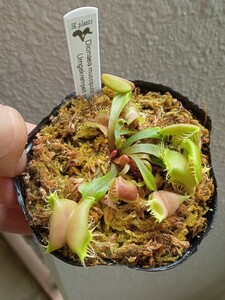 食虫植物 Dionaea muscipula umgekrempelt seedling No.1 実生ハエトリソウ