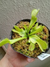 食虫植物 Dionaea muscipula crocodile CK ハエトリソウ_画像2