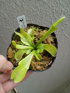 食虫植物 Dionaea muscipula crocodile CK ハエトリソウ