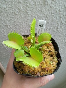 食虫植物 Dionaea muscipula werewolf seedling 2023 実生ハエトリソウ