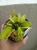 食虫植物 Dionaea muscipula werewolf×B52 実生ハエトリソウ_画像3