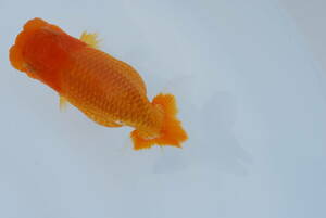 * golgfish ...* two years old very thick ( female ) approximately 13.(B)