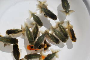 * golgfish ... black .~ color change . middle *20 pcs 