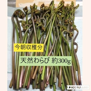 今朝収穫　新鮮　天然わらび②　約300g　大阪泉州産