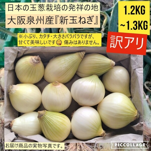 【訳あり】【新鮮】 新玉ねぎ_Ｂ　約1.2-1.3kg 大阪泉州産