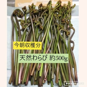 今朝収穫　新鮮　天然わらび①　約500g　大阪泉州産