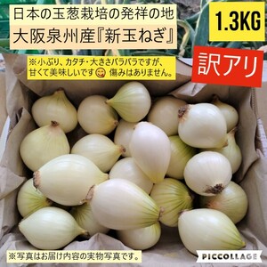 【訳あり】【農家直送】 新玉ねぎ　約1.3kg 大阪泉州産
