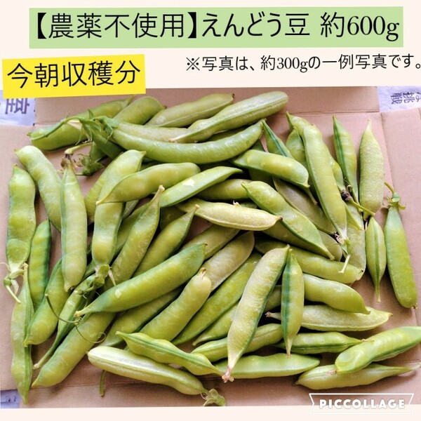 今朝収穫　新鮮　えんどう豆　約600g　大阪泉州