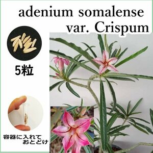 アデニウム ソマレンセ クリスパム 種子 5粒 塊根植物 アラビカム オベスム アラビクム オベサム