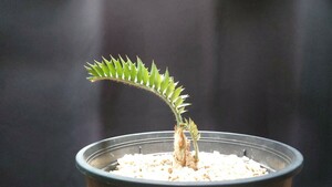 エンセファラルトス　ホリダス encephalartos horridus 南アフリカ産