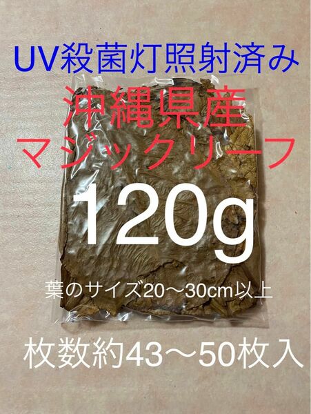 沖縄県やんばる産マジックリーフ 120g 43〜50枚入　UV殺菌灯照射済み①