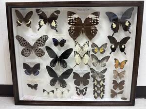  rare butterfly foreign-made asagitokalibawamonchouhime oo rubber dalasiko Lux akebo Noah ge is other Malaysia Thai Germany box 