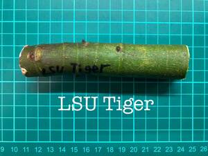 いちじく LSU Tiger 挿し穂 1本（穂木・挿木）@1468