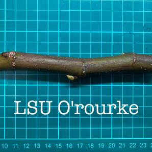 いちじく LSU O'rourke 挿し穂 1本（穂木・挿木）@1534の画像1