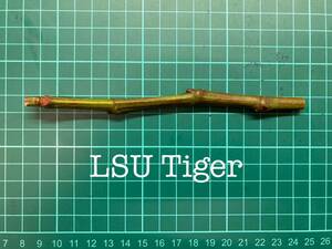 いちじく LSU Tiger 挿し穂 1本（穂木・挿木）@1535