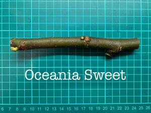 いちじく Oceania Sweet 挿し穂 1本（穂木・挿木）@1603