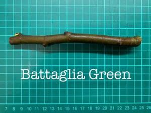 いちじく Battaglia Green 挿し穂 1本（穂木・挿木）@1664