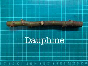 いちじく Dauphine 挿し穂 1本（穂木・挿木）@1722