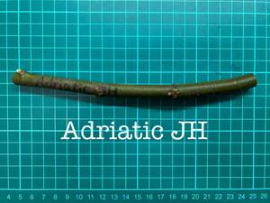 いちじく Adriatic JH 挿し穂 1本（穂木・挿木）@1731