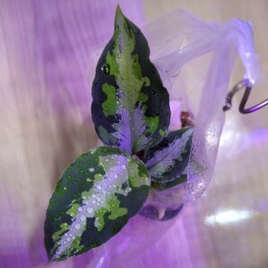 アグラオネマ ピクタム ニルバーシュ Aglaonema pictum ”type Nirvash”の画像1