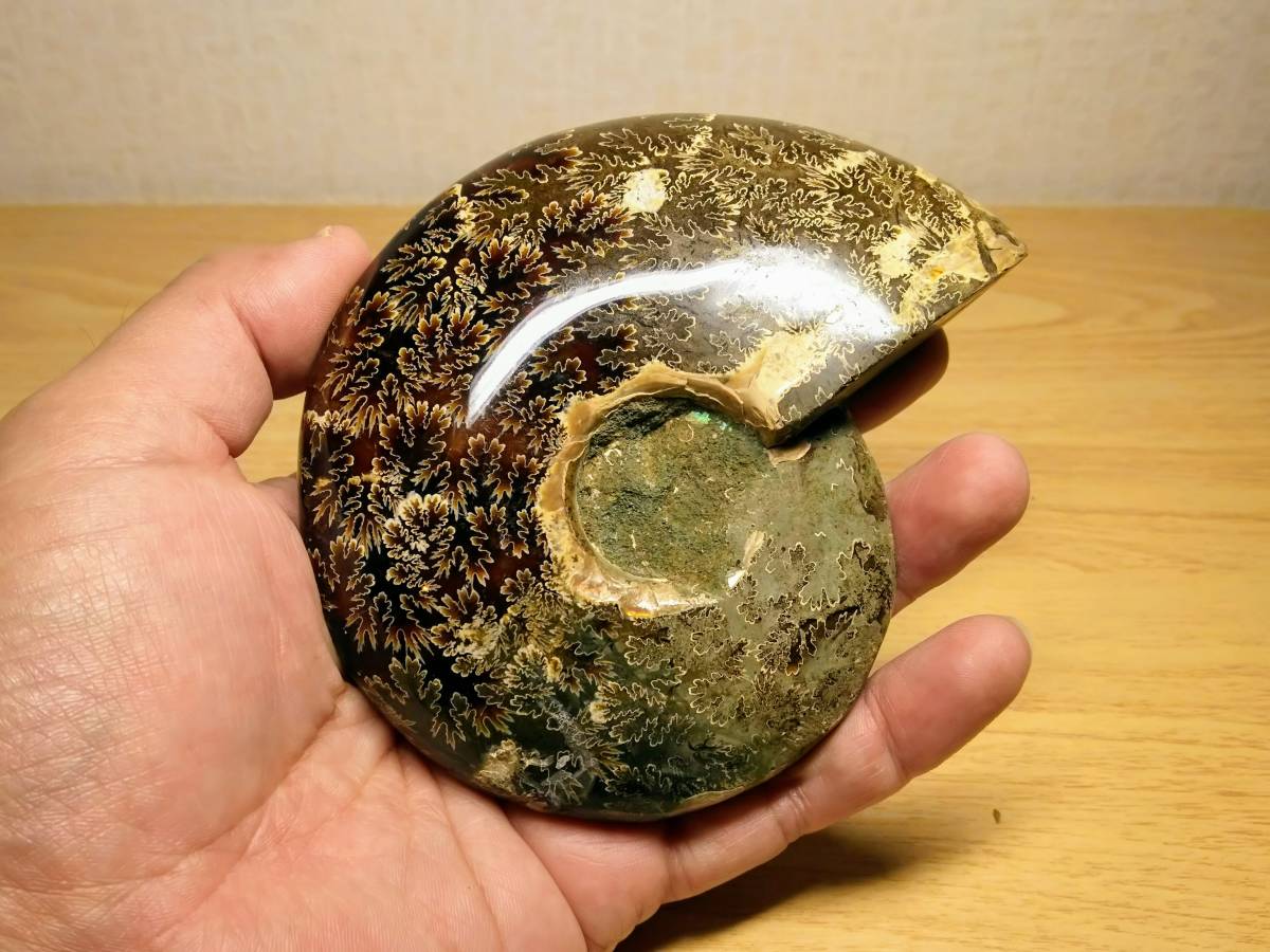 縫合線・396g】 アンモナイト 化石 オパール アンモライト 原石 宝石