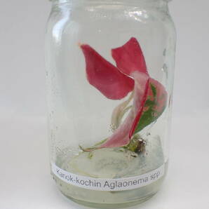 12*アグラオネマ カノックコーチン【Aglaonema 】 ☆TC plants☆ 組織培養 *midori* の画像5