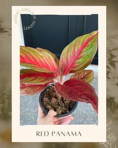 ★Super Sale★【Aglaonema Red panama】01アグラオネマ　レッドパナマ ☆TC plants☆ 組織培養 *midori*