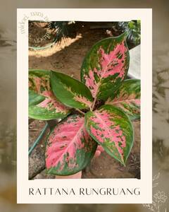 ★Super Sale★【Aglaonema Rattana rungruang】07ラッタナ ルンルアン ☆TC plants☆ 組織培養 *midori*