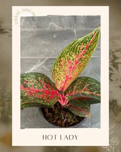 05*ホット　レディ☆【Aglaonema Hot Lady】 ☆TC plants☆ 組織培養 *midori*