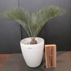 cycas cairnsiana【サイカスカイルンシアナ】品種プレート付き_Bear's palm