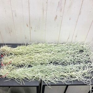 まとめ売り！ ウスネオイデス 太葉　Tillandsia usneoides スパニッシュモス 60g×3束